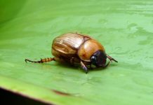 Epagri desmente boatos sobre acidente com besouros no Vale do Itajaí