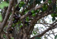 Jabuticaba