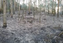 Idoso morre em queimada no Médio Vale do Itajaí