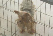 Polícia Civil apreende cachorros em canil no centro de Blumenau