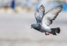 Infestação de pombos obriga escola de Blumenau a interditar ginásio de esportes