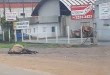 Proprietários de animais soltos às margens de rodovias da região podem ser punidos