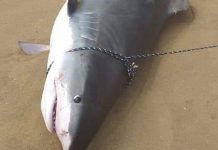 Imagem de tubarão que circula nas redes sociais não é de Barra Velha