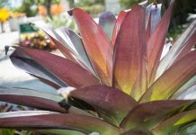 Água acumulada em bromélias dificulta combate da dengue em Blumenau