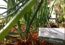 Realizada primeira colheita da Ostergarten, a horta urbana da Osterdorf