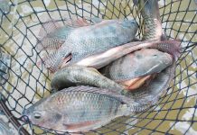 Blumenau e Gaspar oferecem Feira do Peixe Vivo na semana santa