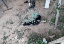 Macaco-prego é recolhido em Gaspar