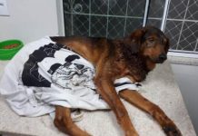 Cachorro fica gravemente ferido após ser esfaqueado, em Balneário Camboriú