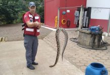 Mulher é atacada por jararaca no terreno de casa em Ibirama