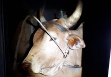 Dois bois em situação de maus-tratos são resgatados no litoral catarinense