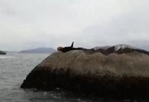 VÍDEO: Leão-marinho é visto descansando em pedra na praia da Tainha, em Bombinhas