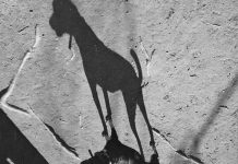 Idoso mata cachorro e alega legítima defesa, em Gravatal