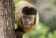 macaco prego