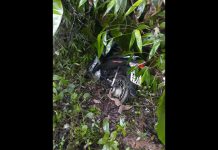 Motocicleta com registro de furto ou roubo é encontrada em trilha, em Blumenau