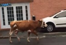 VÍDEO: Vaca é flagrada passeando por ruas do bairro Fortaleza, em Blumenau
