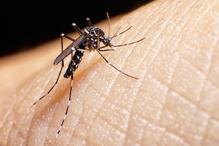 Confirmadas cinco muertes más por dengue en Blumenau