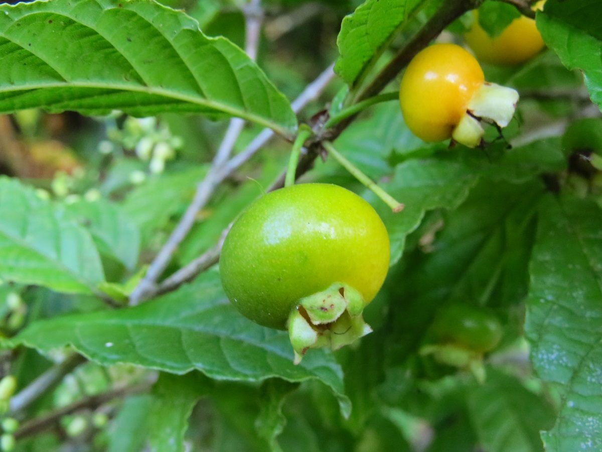 Campomanesia reitziana - anderson