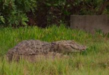 Jacaré é tratado, recuperado e devolvido à natureza pela equipe do aquário em Balneário Camboriú