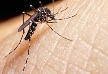 dengue
