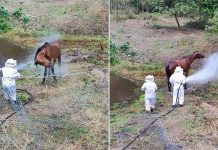 Égua é atacada por enxame de abelhas e resgate mobiliza bombeiros em Gaspar