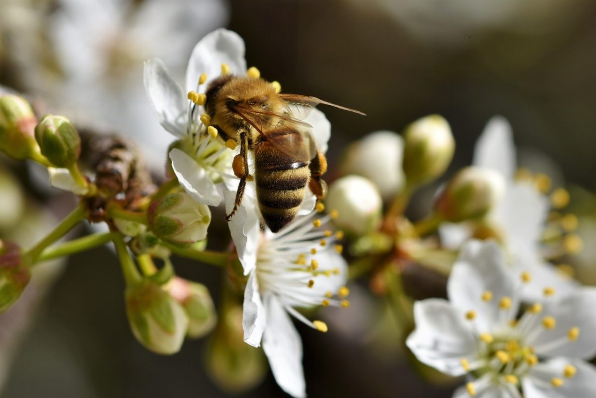 bee-4931194-1280-1200x802 Confira 19 coisas para fazer em Blumenau e região neste fim de semana