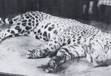 onça