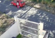 gato abandonado