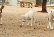 Vereadores aprovam lei que impede nomeação de agressores de animais em cargos públicos de Blumenau