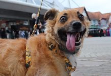 Blumenau realizará primeiro encontro de vira-latas; saiba como participar