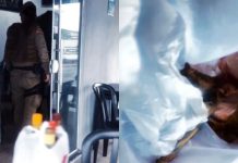 comer cães cachorros e gatos