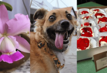 Festival de orquídeas, encontro de vira-latas, Blumenkuchen e mais: confira o que fazer em Blumenau e região neste fim de semana