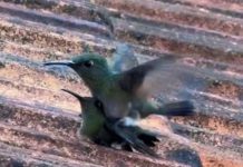 VÍDEO – Biólogo de Pomerode registra cópula rara de beija-flores-cinzas beija-flores-cinzas