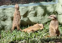 Zoo Pomerode recebe grupo de suricatos e prepara votação para nome de filhote Suricatos no Zoo Pomerode