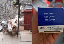 Canil clandestino com lulu da pomerânia, pinschers e chihuahuas é fechado em Blumenau canil clandestino