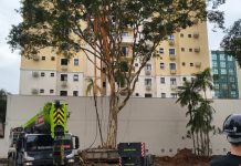 Por que árvore de 80 anos foi transplantada em Blumenau árvore transplantada