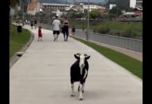 VÍDEO – Bode é flagrado ‘passeando’ na Margem Esquerda em Blumenau