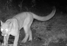 VÍDEO – Trio de pumas é flagrado por câmera na Região dos Lagos, em Rio dos Cedros