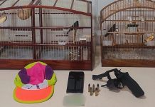 Homem é preso em Gaspar por portar arma de fogo e manter pássaros silvestres ilegalmente Gaspar