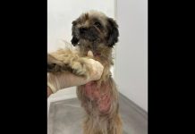 Jovem é preso em flagrante por maus-tratos contra cachorro, em Blumenau