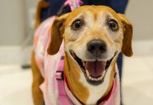 Shopping de Blumenau promove “pet day” com feira de adoção e corrida para tutores e animais de estimação